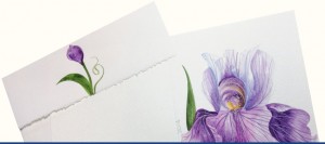 iris